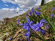 30 Fiori di Scilla silvestre (Scilla bifolia) 